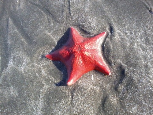 Starfish-1